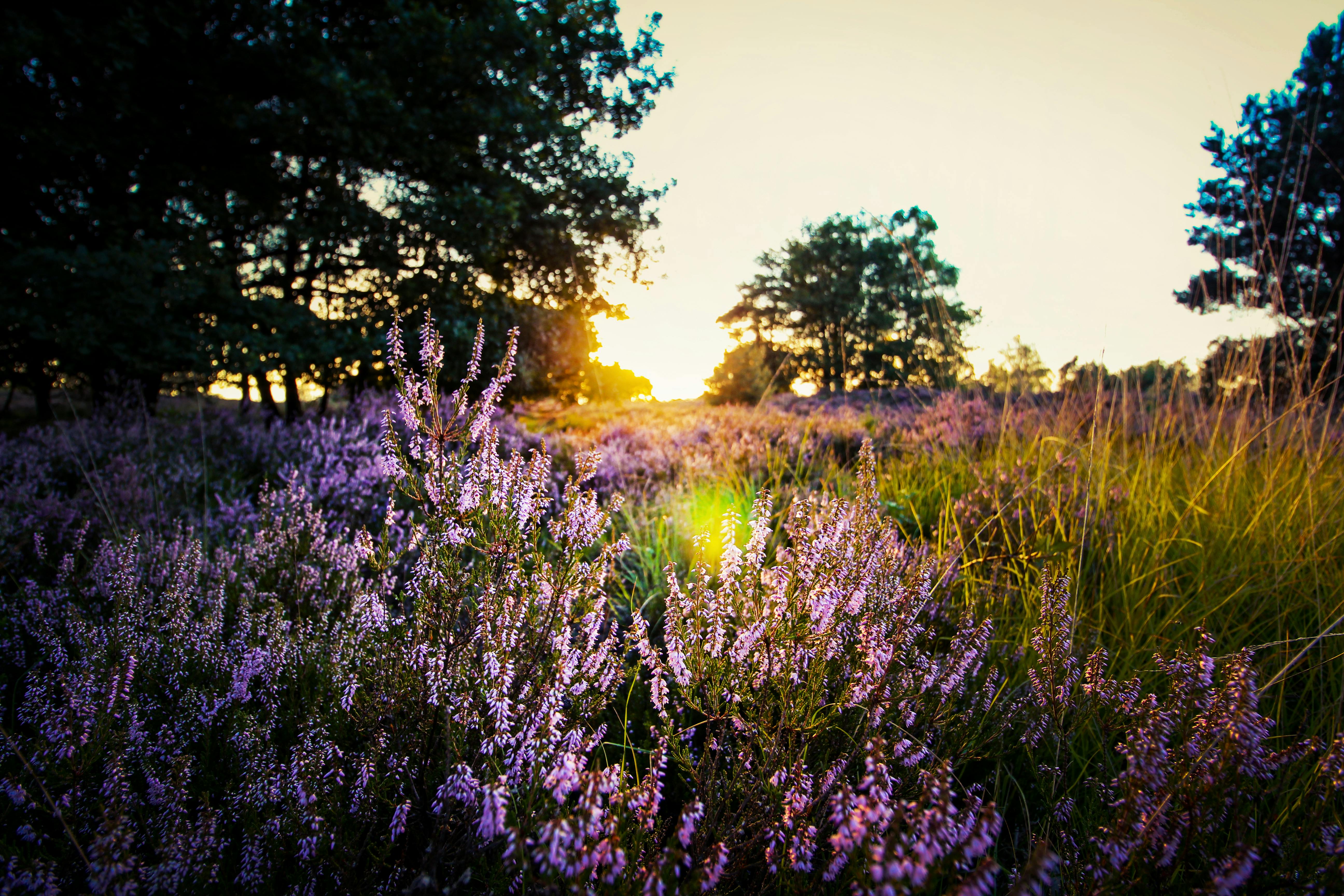 flower image
